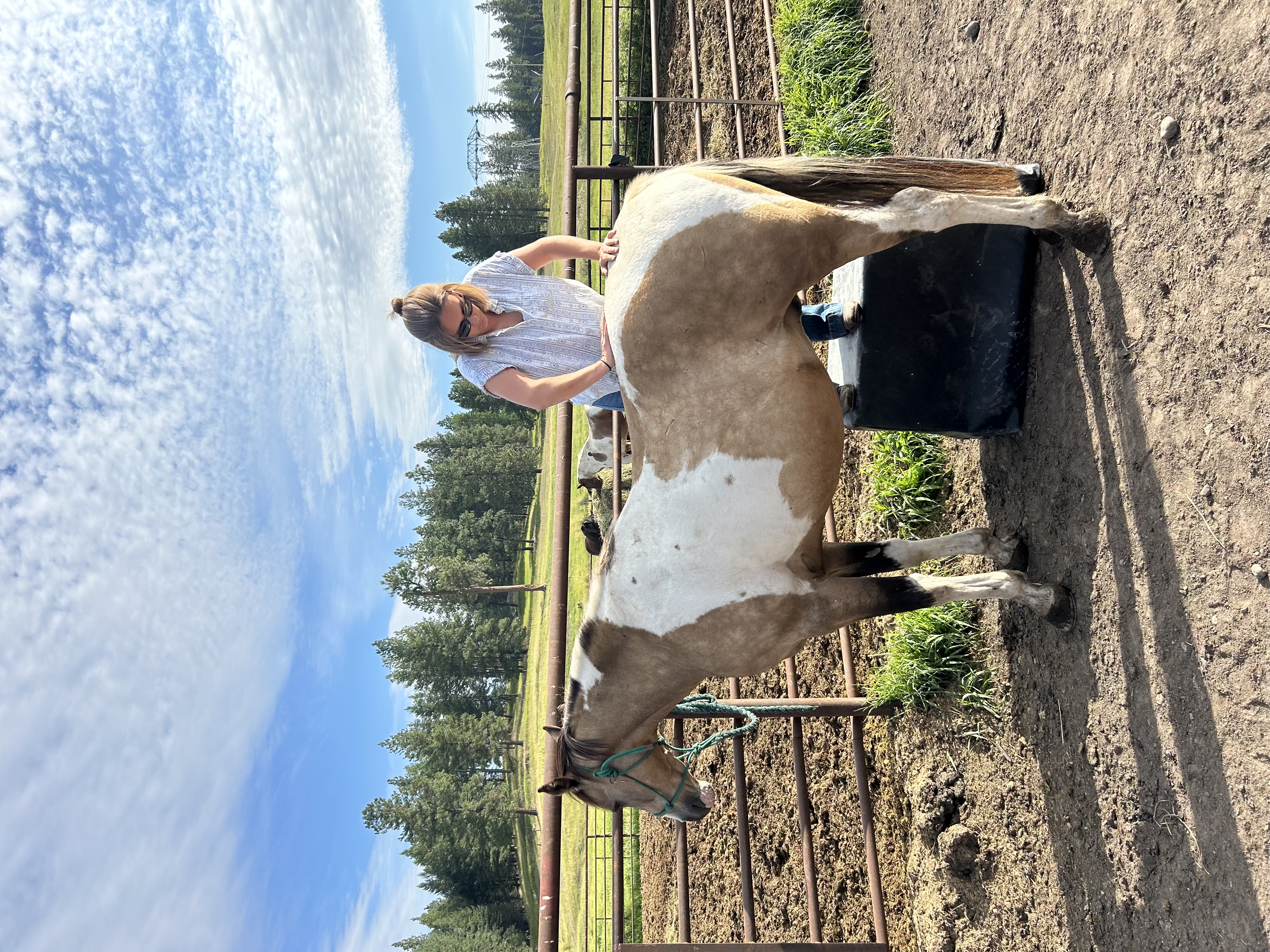 Horse receiving a chiropractic neck adjustment